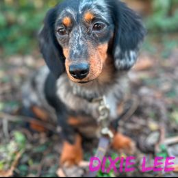 General Lee - Dachshund