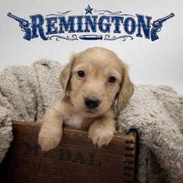 Remy - Cream male Dachshund puppy in Wylie, Texas from Lawson's Kennel