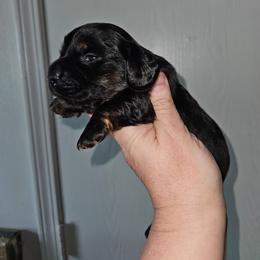 1 - Black and tan male Dachshund puppy in Lansing, Michigan from Black Thunder 517 Cane Corso and Dachshunds
