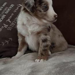 Miniature Australian Shepherd Puppies from Highland Hills Mini Aussies