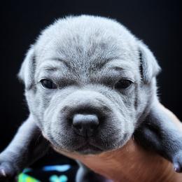Rose - Blue female Staffordshire Bull Terrier puppy in Dallas, Texas from Wild Blue Staffords