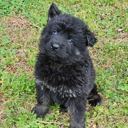 Gino - Bi-color male German Shepherd puppy in Louisburg, North Carolina from Raven Oak's Shepherds & Dachshunds