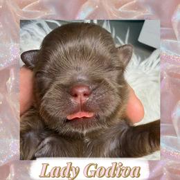 Lady Godiva - Chocolate female Shih Tzu puppy in Coolidge, Arizona from Shih Tzu’s  ‘N’ Love