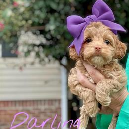 Darling - Red female Cockapoo puppy in Mocksville, North Carolina from Little Bear Doodles