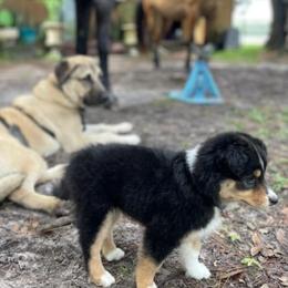 Miniature Australian Shepherd and Toy Australian Shepherd Puppies from Beasley Acres Aussies