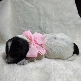 Rose ( Pink Collar) - Black and chalk female Australian Labradoodle puppy in Mount Gilead, North Carolina from Tillery Labradoodles