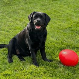 Korra - Labrador Retriever