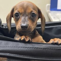 Dachshund Puppies from Army of Dachshunds