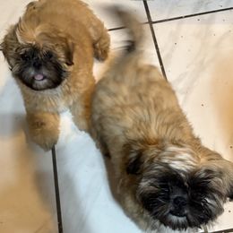 Shih Tzu Puppies from Shih-tzu Dynasty