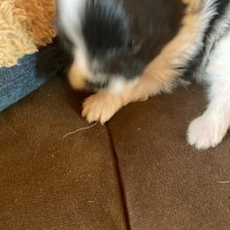 Pomeranian Puppies from Paula’s Pomeranians