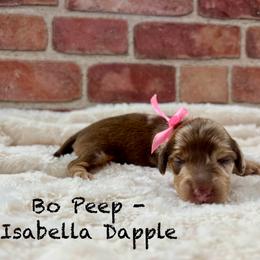 Bo Peep - Dapple female Dachshund puppy in Goodyear, Arizona from AZ Low Life Doxies