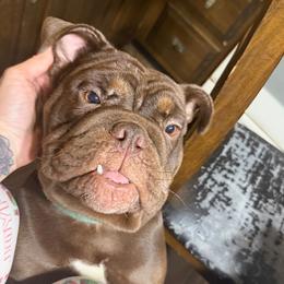 Latte - Bulldog