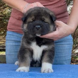 Kuma - Boy 1 - Brown male Akita puppy in Coopersburg, Pennsylvania from Main Street Akitas
