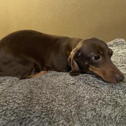 Dixie - Dachshund