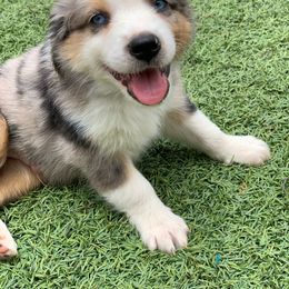 Boy 3 - Miniature American Shepherd puppy from Starry-Eyed Mini Aussies with Tails