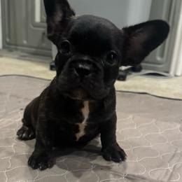 Tinka - Brindle and white female French Bulldog puppy in Saucier, Mississippi from Mississippi Sound Frenchies