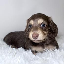 Screech - Chocolate and cream male Dachshund puppy in Perris, California from The Dach House
