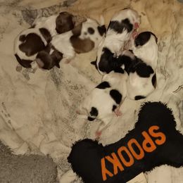 Shih Tzu Puppies from 1st Choyce Puppies