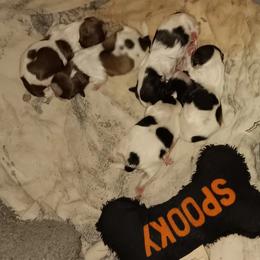 Shih Tzu Puppies from 1st Choyce Puppies