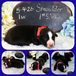 Smoulder - Black tri-color male Australian Shepherd puppy in Levelland, Texas from Once Upon a Time Aussies