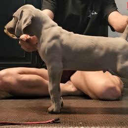 Red Collar - Silver gray male Weimaraner puppy in Indiana from So-IN Weimaraner's