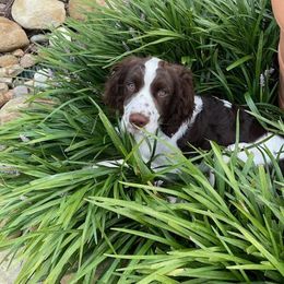 English Springer Spaniel Puppies from Hembree Creek Springers
