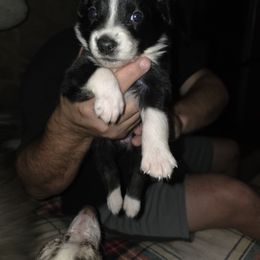 Girl 2 - Black & white female Australian Shepherd puppy in Fairmont, West Virginia from Country Roads Australian Shepherds