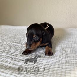 Chandler - Black and tan male Dachshund puppy in Royse City, Texas from Truehearted Miniature Dachshunds