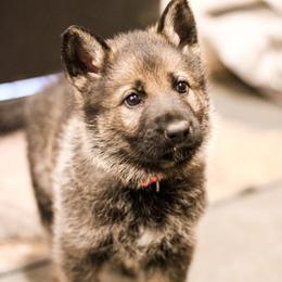 Rachel (Pink Collar) - Sable female German Shepherd puppy in Mason, Michigan from Sweet Breeze Acres