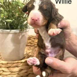 Willie Nelson - Tri-color male Bernedoodle puppy in Draper, Utah from Salt City Farm