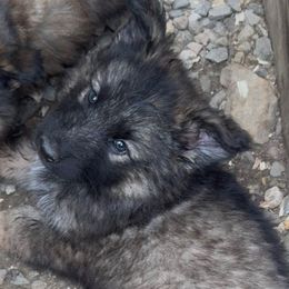 Girl 4 - Black and silver female Shiloh Shepherd puppy in Newton, New Hampshire from Smokeshow Shilohs and Shepherds