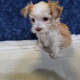 Sarah - Fawn female Havanese puppy in Neosho, Missouri from Pups on the Ridge