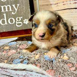 Candy Merle male 2 - Blue merle male Miniature Australian Shepherd puppy in Lemon Cove, California from Magic Ranch Mini Aussies