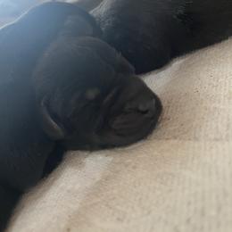 Ember - Black female Giant Schnauzer puppy in Tabernash, Colorado from Schnauzer Paw Homestead