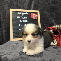 1 Orange collar female - Black and tan female Pembroke Welsh Corgi puppy in Harrisburg, Illinois from Parish Corgis