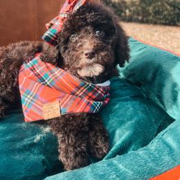 Lavender Collar - Brown female Cockapoo puppy in Richmond, Kentucky from The Doting Doodle