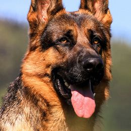 German Shepherds from PrizePups.com