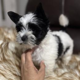 Yorkshire Terrier Puppies from XOXO YORKIES