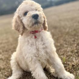 Mr Red Collar- Herbert - Cream male Poodle puppy in Screven, Georgia from Dreamland Standard Poodles