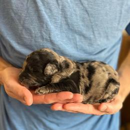 Coast - Merle male Bernedoodle puppy in Clarinda, Iowa from Root and Branch Bernedoodles