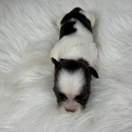 Carmello - Tricolor female Shih Tzu puppy in Columbia, Kentucky from Lisa Bandy Shih Tzu