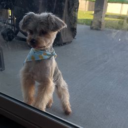 Donnie - Yorkshire Terrier