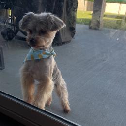 Donnie - Yorkshire Terrier