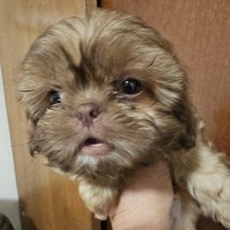 Karl - Liver Shih Tzu puppy in Victorville, California from RUMBLE n TUMBLE