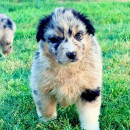 Atlas - Blue merle male Australian Shepherd puppy in Mineral Wells, Texas from A6 Australian Shepards