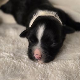 Leo - Black and white male Havanese puppy in Trinity, Alabama from Tooties Cuties Havanese
