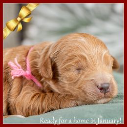 Aurora - Red  female Goldendoodle puppy in Connersville, Indiana from Deaz Doodle Ranch