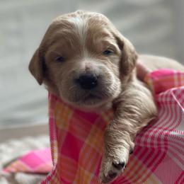 Cheer Bear - Apricot female Goldendoodle puppy in Rocky Point, North Carolina from CelticDoods