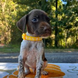 Woodstock - Liver and white male German Shorthaired Pointer puppy in Dugspur, Virginia from Pilgrims Trails Shorthairs