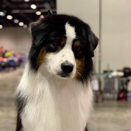 Toddie - Australian Shepherd